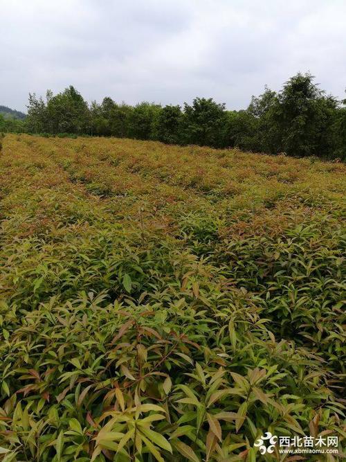 奉新县是花卉苗木产业大县之一;2003年已发展到面积近四万亩,造林