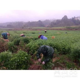 【60公分杉木苗价格多少钱一株速生杉木苗造林种植技术广西杉木苗批发基地厂家】- 