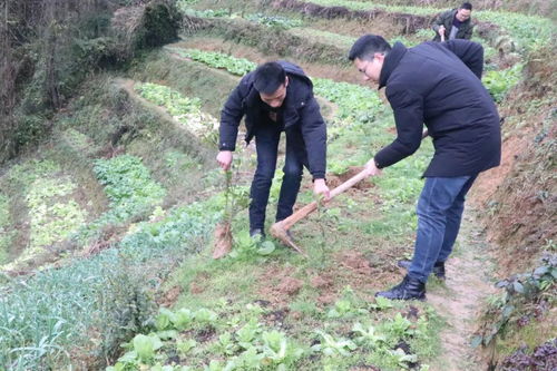 联山街道开展 造林绿化 助推乡村振兴 义务植树活动