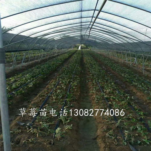 【草莓苗新品种,哪里卖草莓苗】-